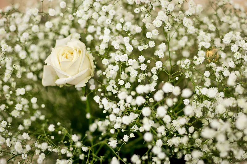 Baby's Breath Flower 100 -1000 -5000 Seeds White Gypsophila Elegans easy quick bouquets drought tolerant