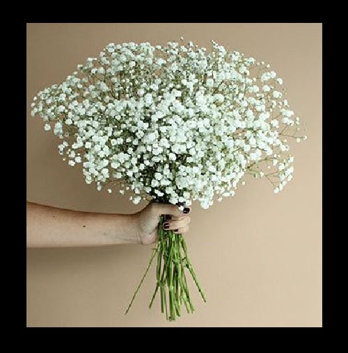 Baby's Breath Flower 100 -1000 -5000 Seeds White Gypsophila Elegans easy quick bouquets drought tolerant