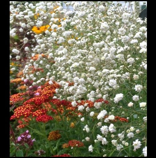 Baby's Breath Flower 100 -1000 -5000 Seeds White Gypsophila Elegans easy quick bouquets drought tolerant