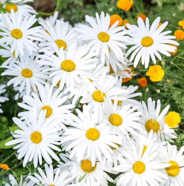 OX-EYE Daisy Flower 100 -1000 Seeds Drought Tolerant Perennial Pollinators Sunflower