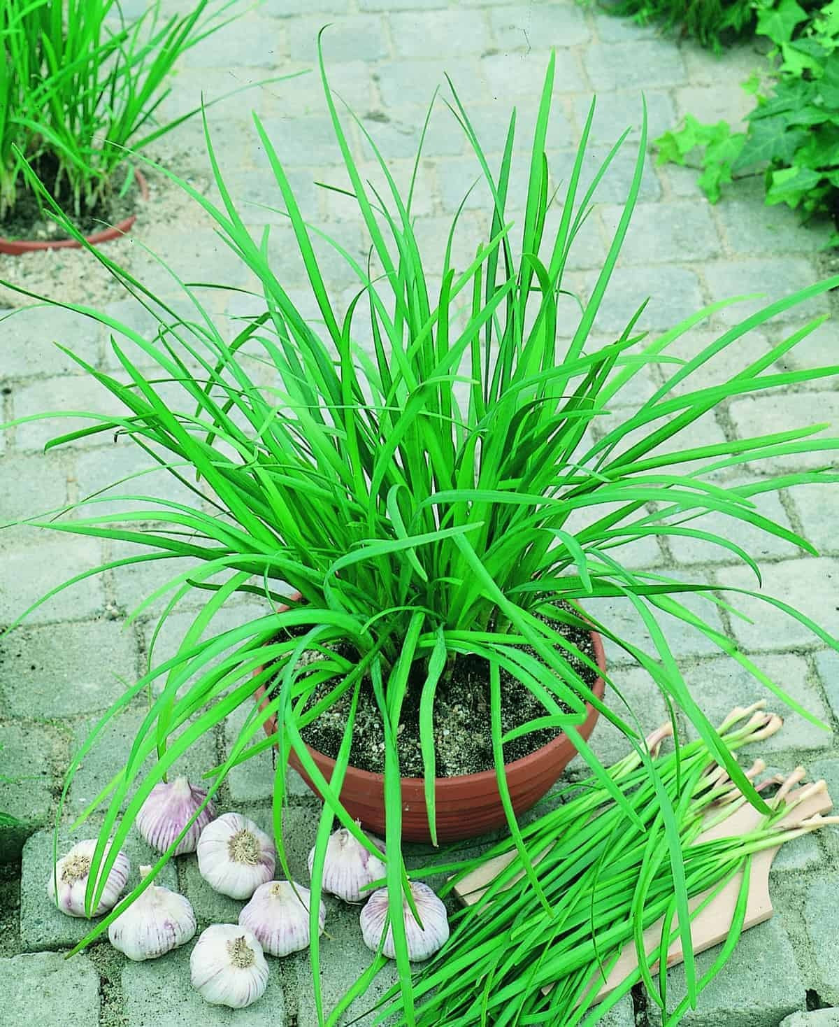 Garlic Chives 150 - 2000 - 10,000 Seeds Microgreens drought tolerant herbs Allium tuberosum Onion