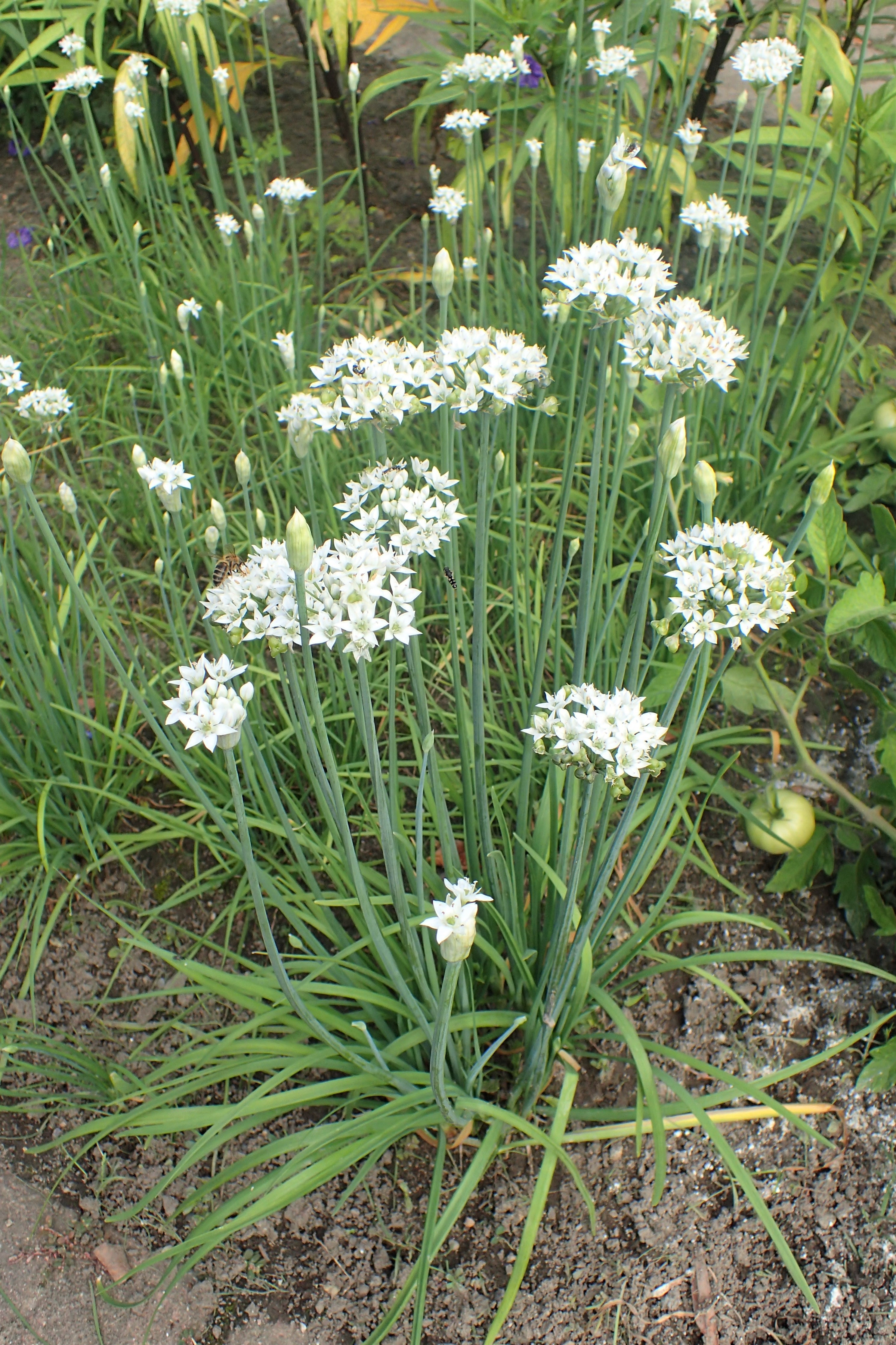 Garlic Chives 150 - 2000 - 10,000 Seeds Microgreens drought tolerant herbs Allium tuberosum Onion