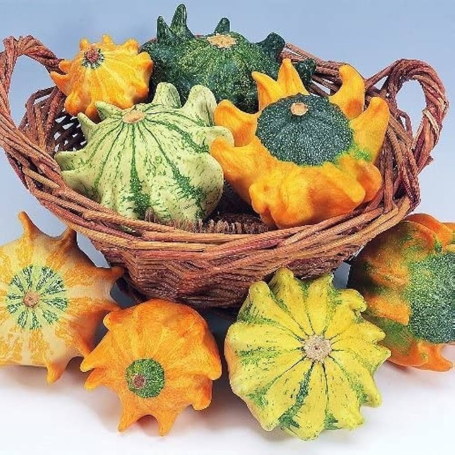 Crown of Thorns Shenot Gourd 10 - 100 - 300 Seeds Bicolor Ornamental Ten Commandments