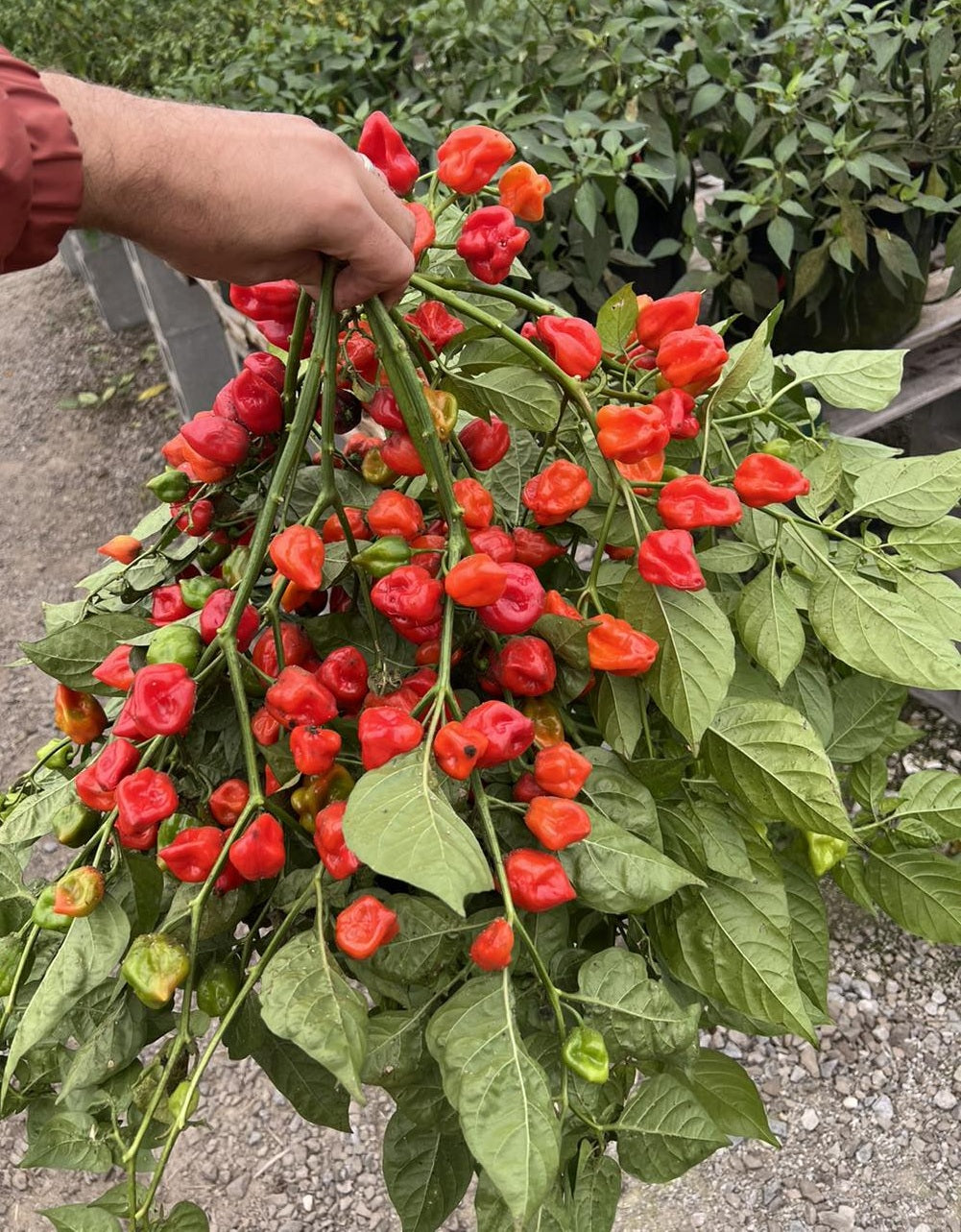 Habanero Carribbean Red Hot Pepper 15 - 200 - 1000 Seeds Bulk Lot Hot Sauce Recipe in description