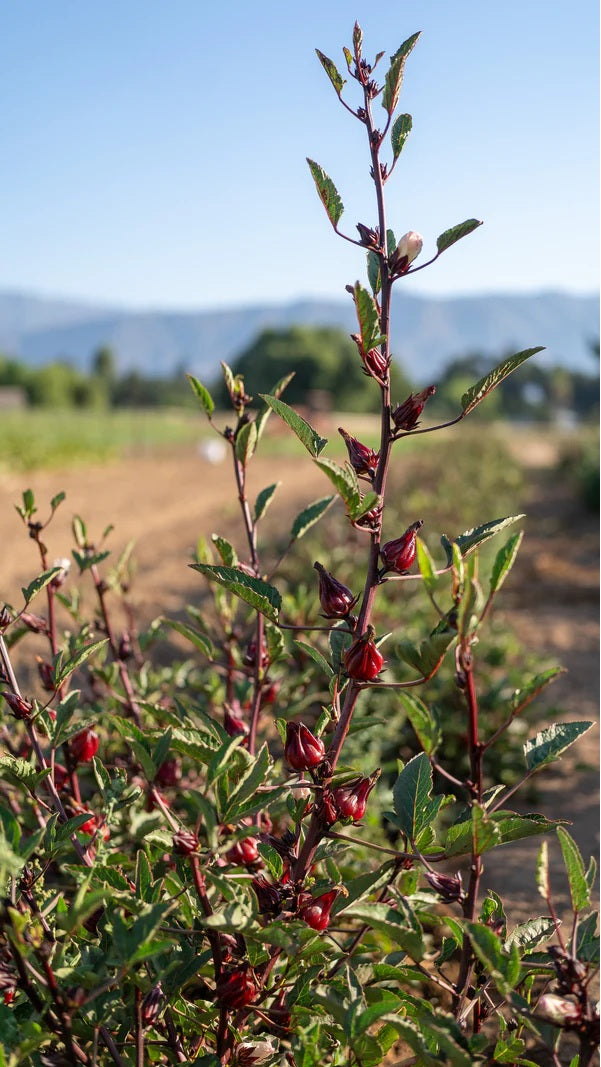 Roselle 15 - 100 Seeds Hibiscus Asian Sour Leaf Red Sorrell Florida Cranberry Jamaican Tea Herb