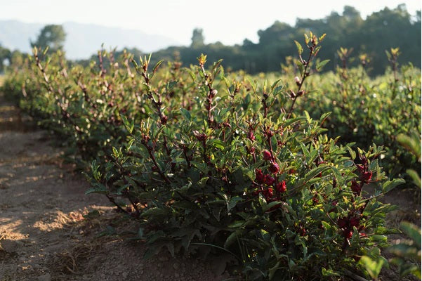 Roselle 15 - 100 Seeds Hibiscus Asian Sour Leaf Red Sorrell Florida Cranberry Jamaican Tea Herb