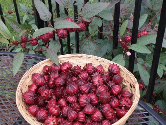 Roselle 15 - 100 Seeds Hibiscus Asian Sour Leaf Red Sorrell Florida Cranberry Jamaican Tea Herb