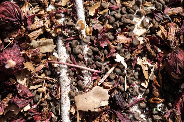 Roselle 15 - 100 Seeds Hibiscus Asian Sour Leaf Red Sorrell Florida Cranberry Jamaican Tea Herb