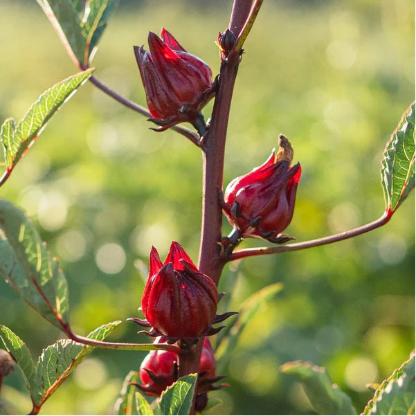 Roselle 15 - 100 Seeds Hibiscus Asian Sour Leaf Red Sorrell Florida Cranberry Jamaican Tea Herb