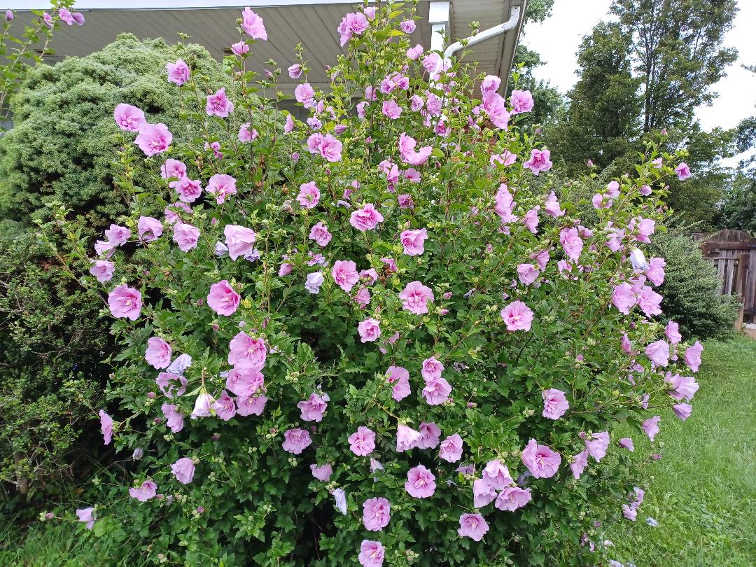 Hibiscus Minerva Rose of Sharon Flower 10 - 200 Seeds Beautiful Pink Shades Ornamental