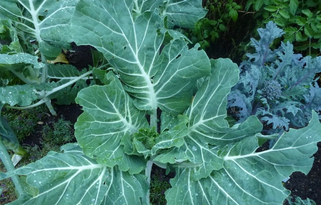 Portuguese Kale Seeds 100 - 500 - 2000 - 5000 Couve Tronchuda most tender Caldo Verde soup