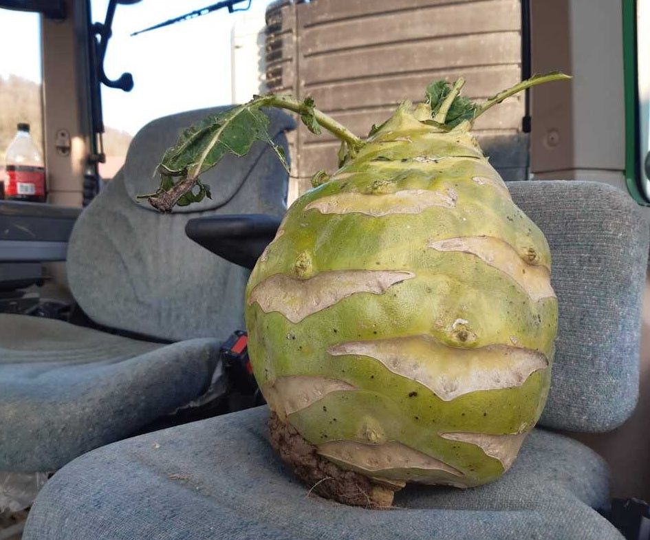 Superschmelz Giant White Kohlrabi 50 - 500 - 5000 Seeds Winter Hardy Heirloom