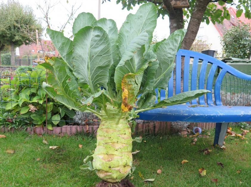 Superschmelz Giant White Kohlrabi 50 - 500 - 5000 Seeds Winter Hardy Heirloom