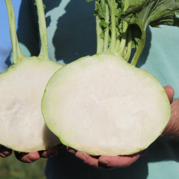 Superschmelz Giant White Kohlrabi 50 - 500 - 5000 Seeds Winter Hardy Heirloom