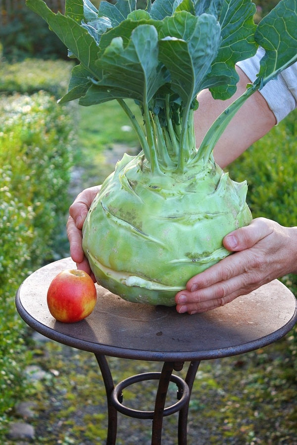 Superschmelz Giant White Kohlrabi 50 - 500 - 5000 Seeds Winter Hardy Heirloom