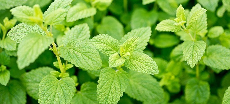 Lemon Balm 100 - 1000 - 5000 Seeds Heirloom Herb Citrus Aroma REPELS MOSQUITOS Melissa Oficinalis
