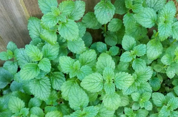 3 (6) LIVE 6 - 10" Seedlings Lemon Balm Herb Heirloom REPELS MOSQUITOS Melissa Officinalis