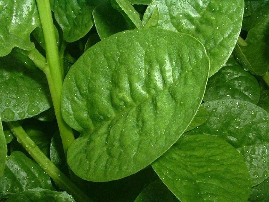 Malabar Spinach Green 15 -100 Seeds Vine Alugbati Mồng Tơi Nutrition packed Superfood!