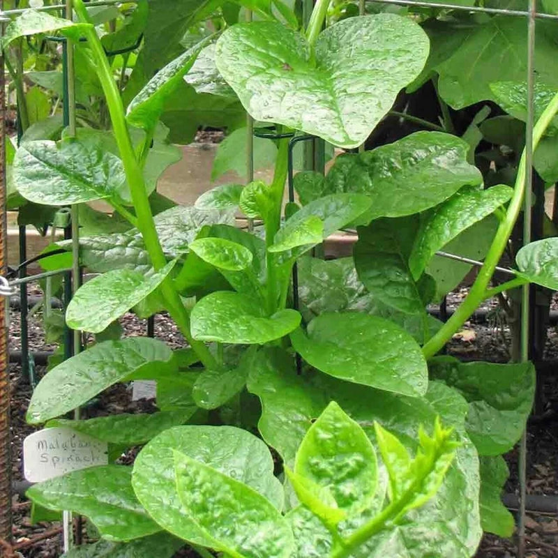Malabar Spinach Green 15 -100 Seeds Vine Alugbati Mồng Tơi Nutrition packed Superfood!