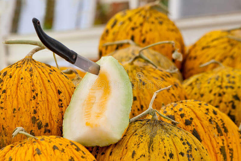 Many Varieties of Rare Melon Seeds Watermelon Musk Big Cantaloupe Garden