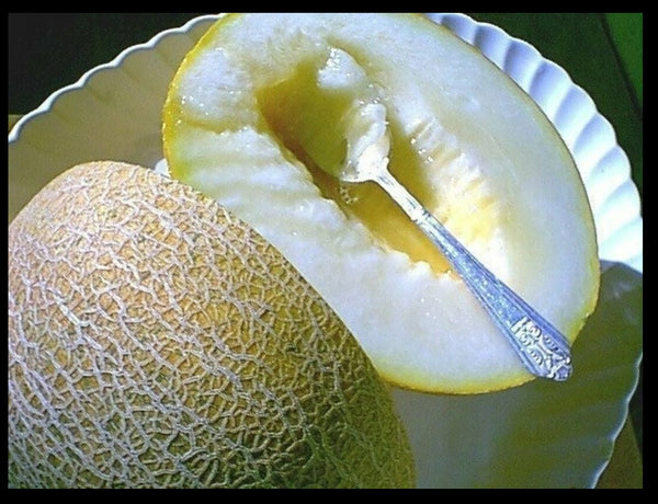 Ein Dor Melon 15 - 50 - 200 Seeds Fragrant Tropical hint of Pineapple & Banana! Heirloom