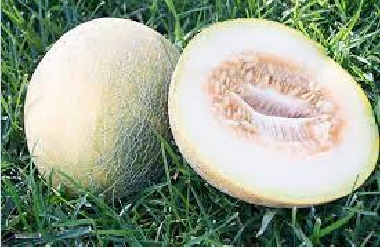 Ein Dor Melon 15 - 50 - 200 Seeds Fragrant Tropical hint of Pineapple & Banana! Heirloom