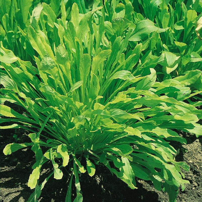 Mibuna Mustard select 100 - 2000 Seeds Strap Leaf MicroGreens Mild Flavor