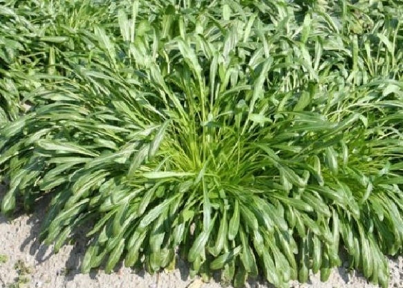 Mibuna Mustard select 100 - 2000 Seeds Strap Leaf MicroGreens Mild Flavor
