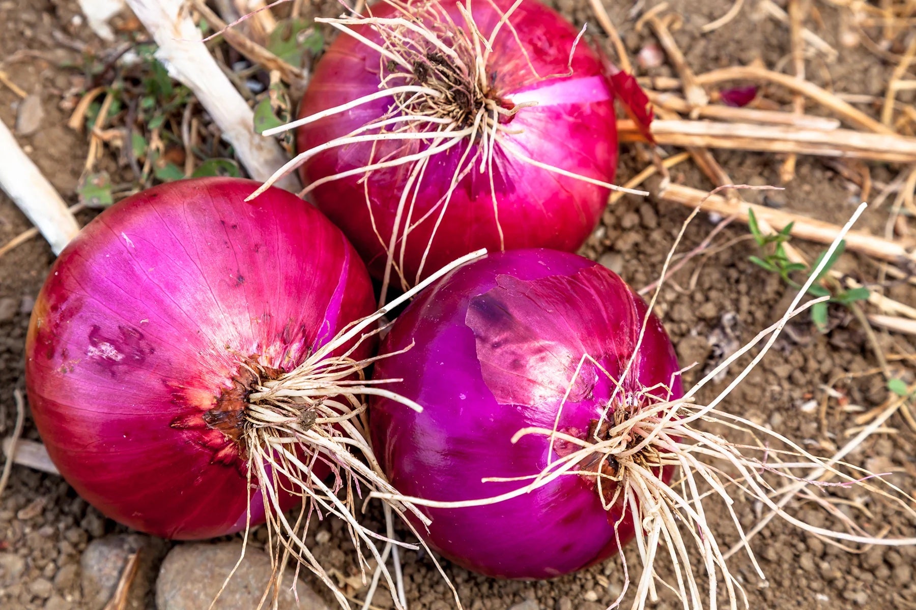 Red Creole Onion 150 - 10,000 Seeds Short day Resistant to Pint Root Rot long shelf life