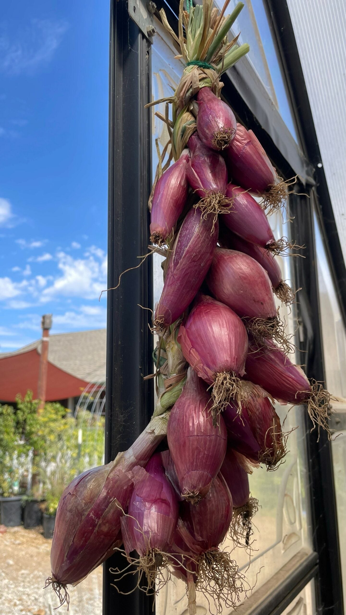 Red Torpedo onion 150 - 2 Oz Seeds Sweet Intermediate Rossa di Tropea