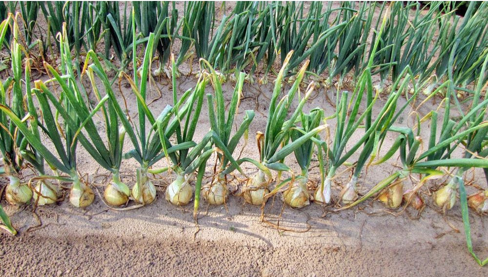 Onion Utah Yellow Sweet Spanish 200 - 2000 -16K/ 2 Oz Seeds Long day Non-GMO