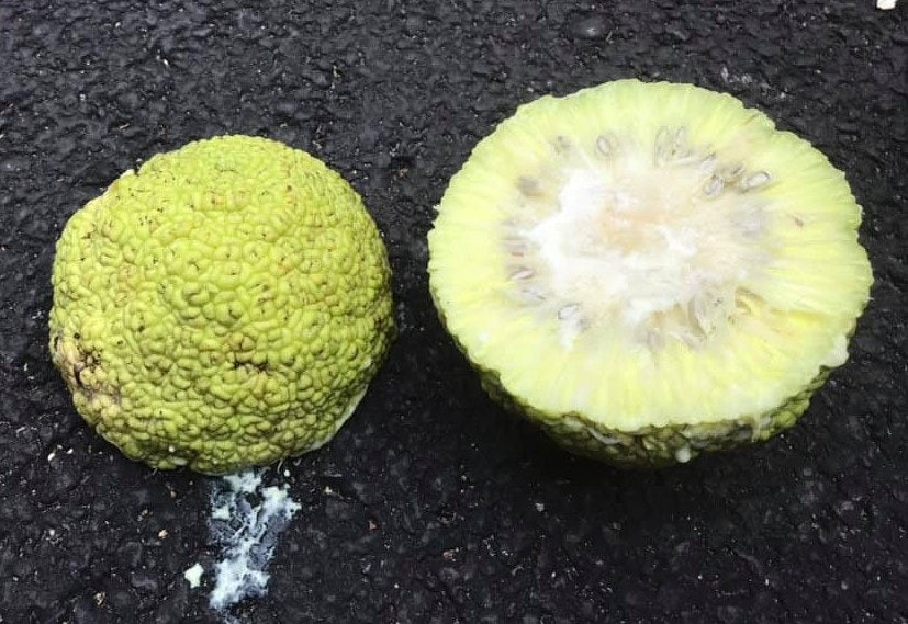 Osage Orange 10 - 1000 Seeds Hedge Apple Tree maclura pomifera monkey balls