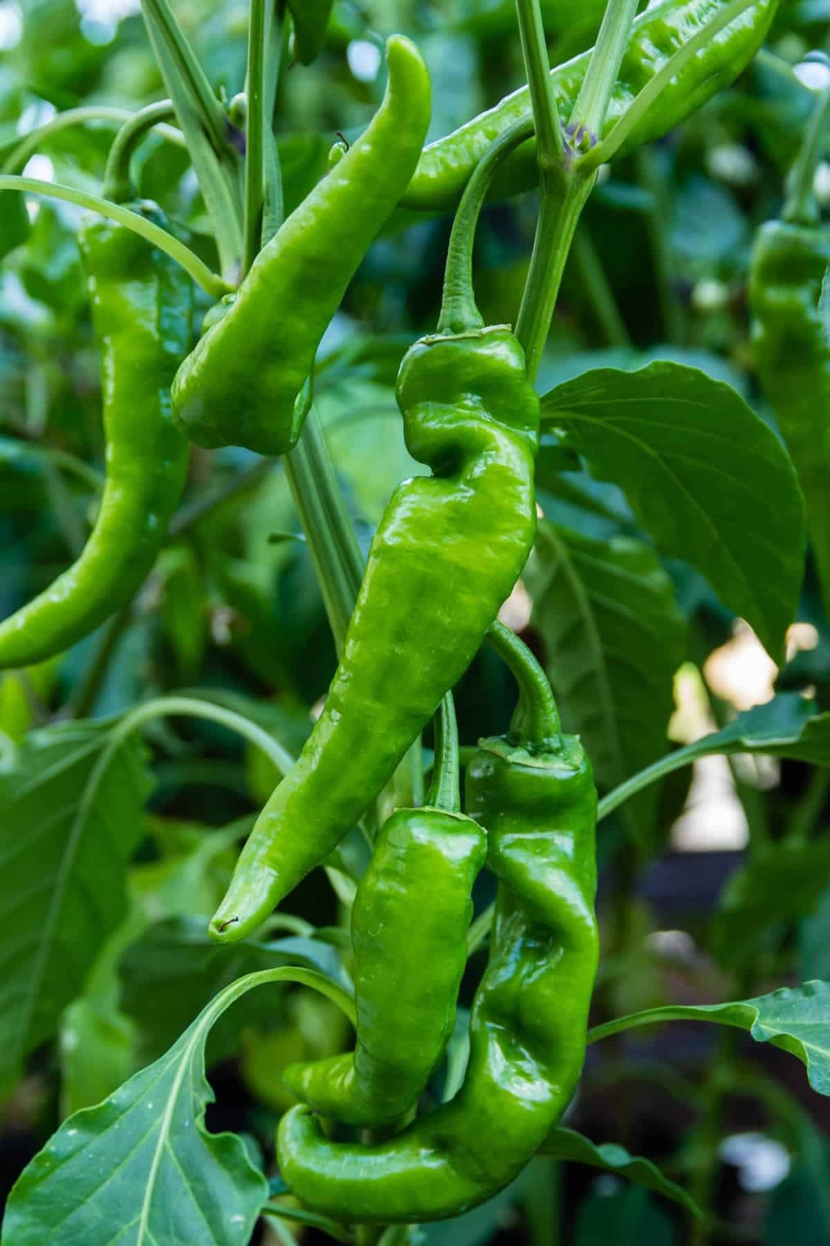 Anaheim Chili Hot Pepper 25 - 4000 Seeds Heirloom Heat Drought Tolerant