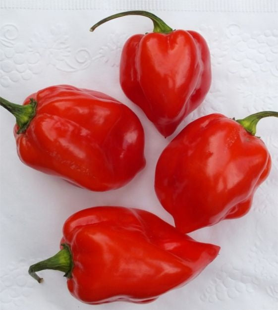 Habanero Carribbean Red Hot Pepper 15 - 200 - 1000 Seeds Bulk Lot Hot Sauce Recipe in description