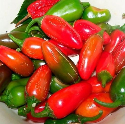 Jalapeno Tam Hot Pepper 25 - 4000 Seeds Mild Great for Containers!