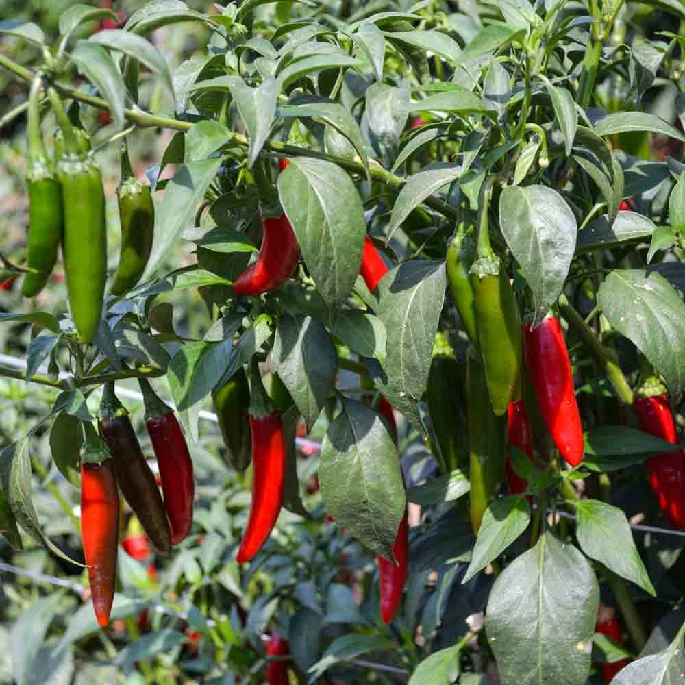 Serrano Hot Chili Pepper 25 - 4000 Seeds High Yielding Heirloom Fresh Garden Bulk Lot