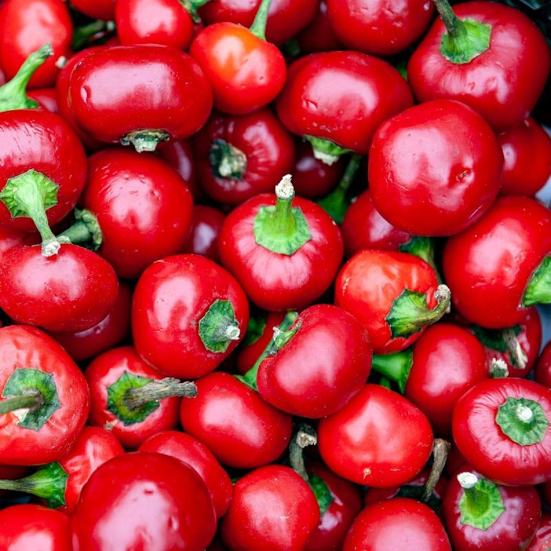 Large Red Cherry Hot Pepper 50 - 5000 Seeds sub standard Germination <60%