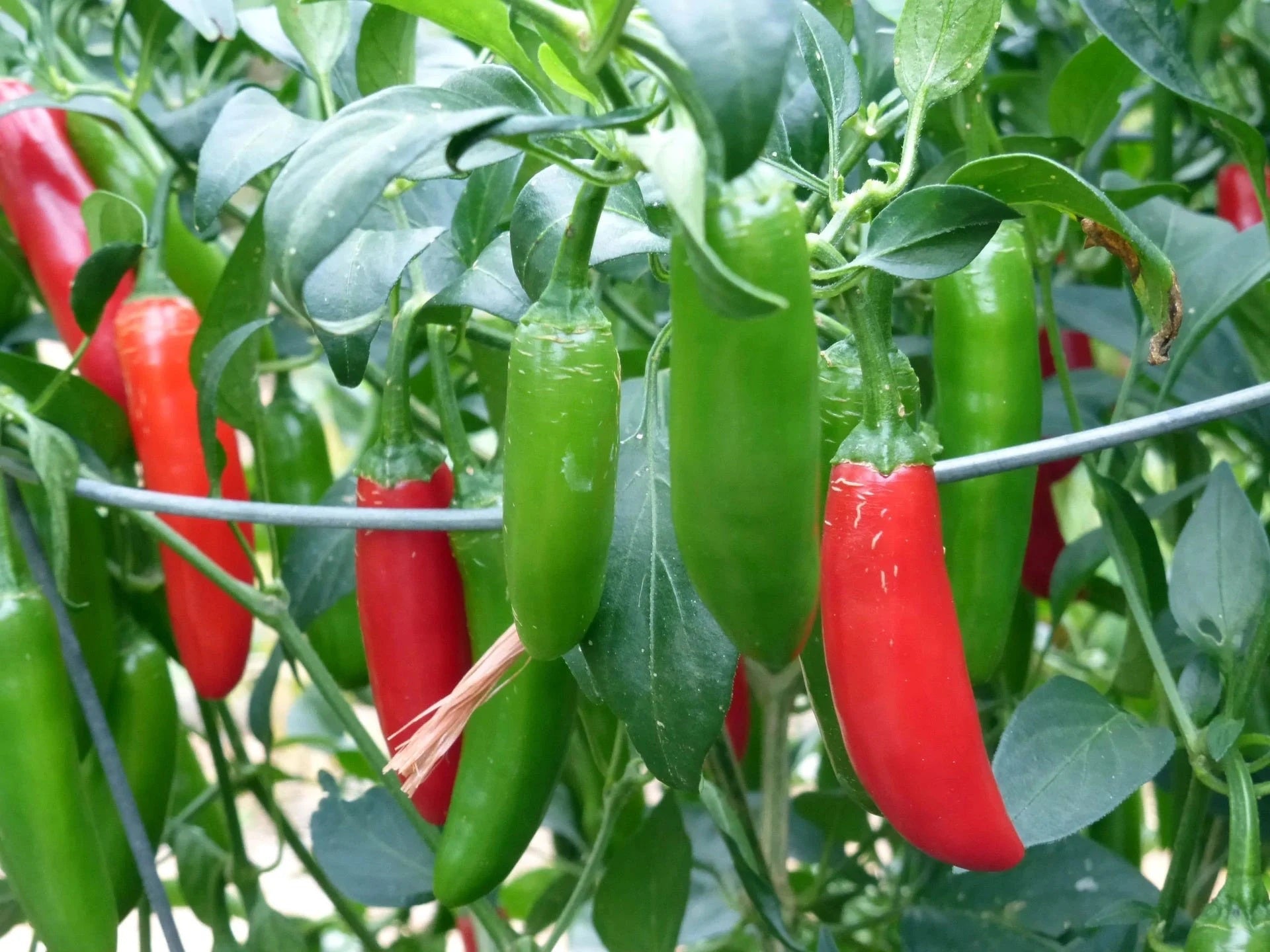 Serrano Hot Chili Pepper 25 - 4000 Seeds High Yielding Heirloom Fresh Garden Bulk Lot