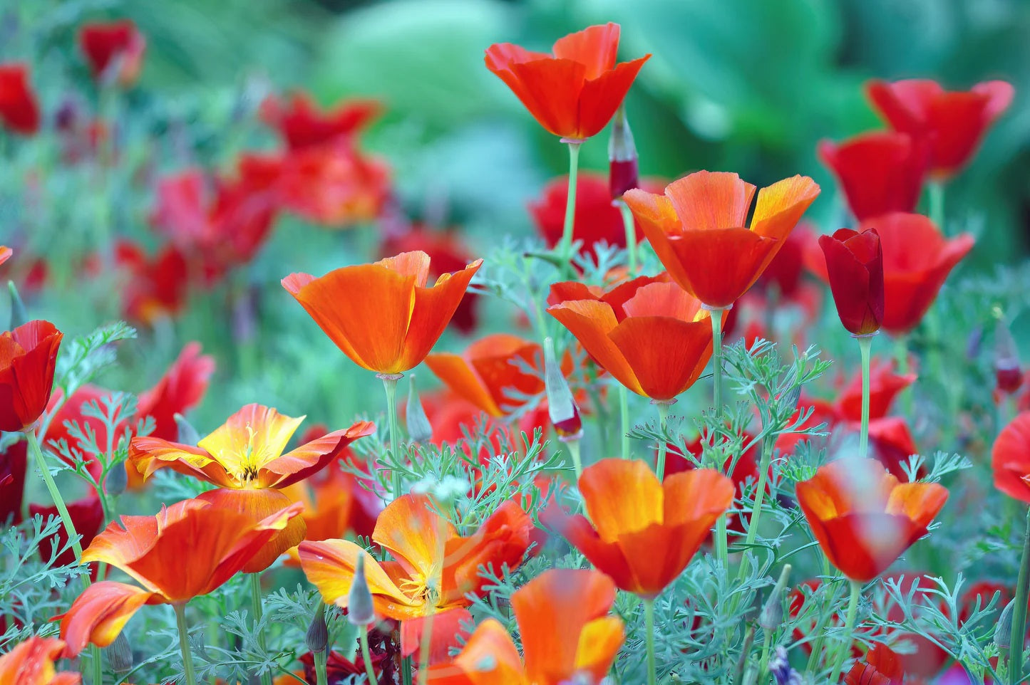 California Poppy Red Chief 500-2000 - 5000 Seeds Wildflower Wild Drought Tolerant