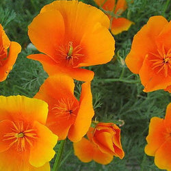 Poppy California Orange 500 - 5000 Seeds Wildflower wild drought tolerant native