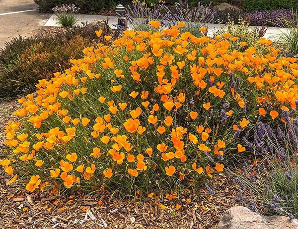Poppy California Orange 500 - 5000 Seeds Wildflower wild drought tolerant native