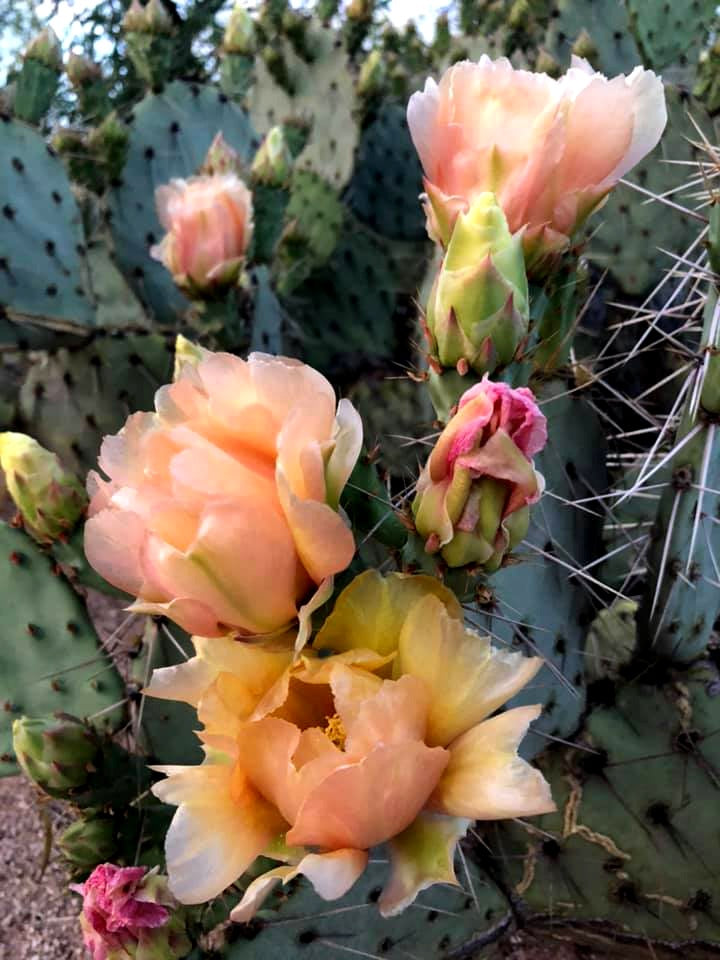 Prickly pear 10 - 100 - 1000 Seeds Engelmann's Cactus Apple Opuntia engelmannii Kern beavertail