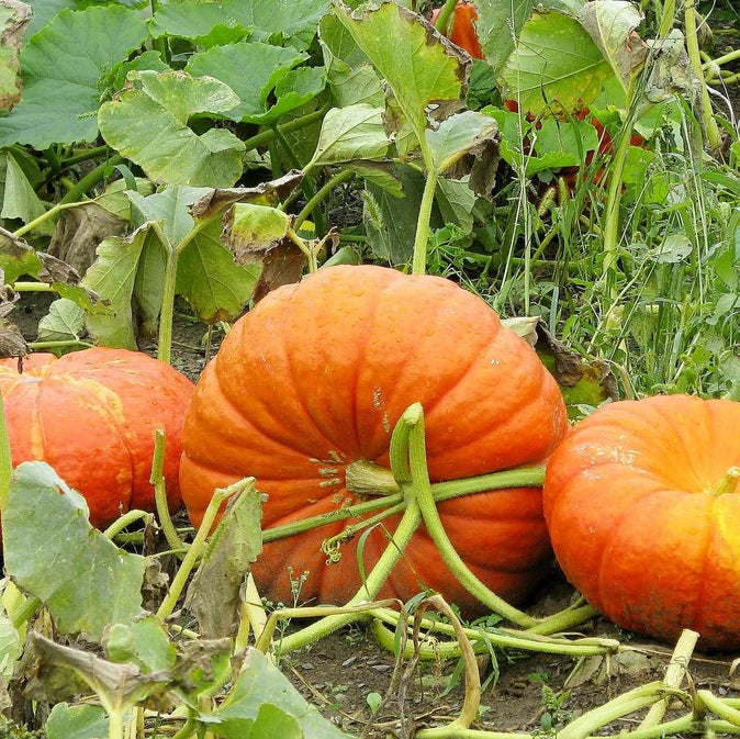 Pumpkin Cinderella 10 - 100 - 500 Seeds Rouge Vif D Estampes Pumpkin Pie