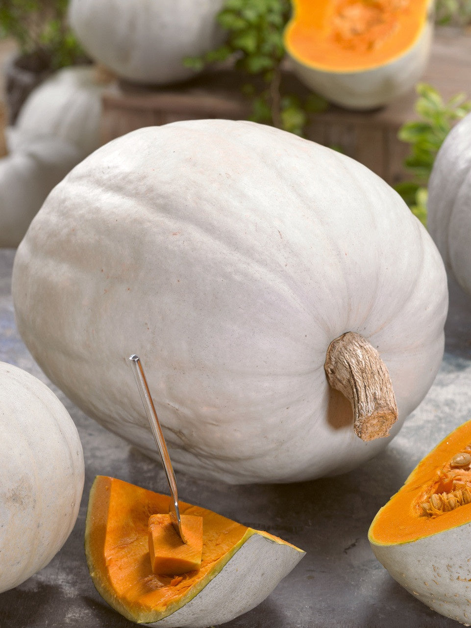 Pumpkin - Super Moon F1 Hybrid 10 - 100 Seeds AAS Winner NON-GMO 25-50 Lbs!