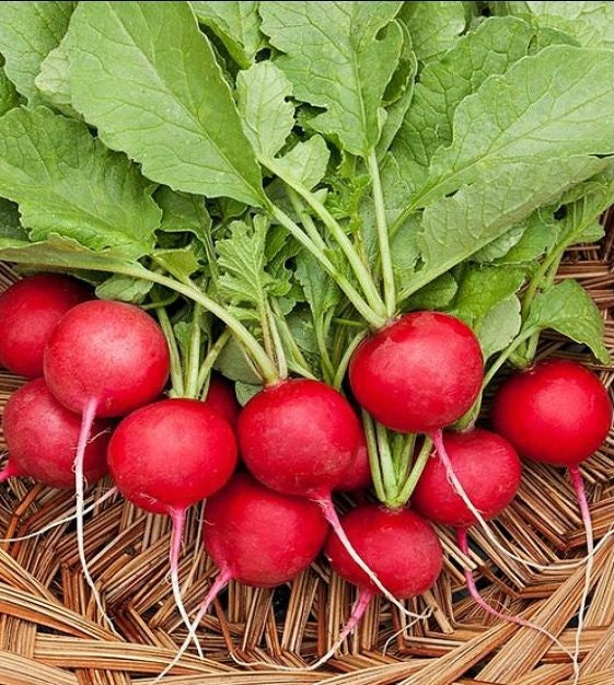 Cherry Belle Radish Seeds select 200 - 500 - 1000 - 5000 Seeds Microgreens 25 days