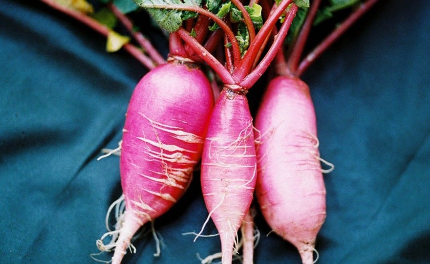 China Rose Radish Seeds select 100 - 500 - 1000 - 5000 Seeds Kaiware Winter Radish Microgreens