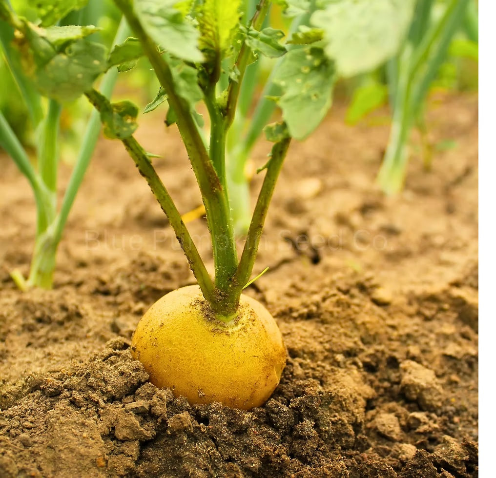 Golden Helios Radish Seeds select 100 - 500 - 1000 - 5000 Seeds Microgreens 30 days