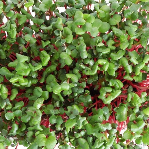 Radish Red Arrow Select Quantities 50 - 200 - 1,000 Seeds Pink Daikon Mild 40 days Microgreens