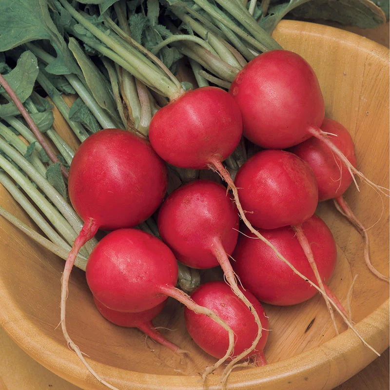 Cherry Belle Radish Seeds select 200 - 500 - 1000 - 5000 Seeds Microgreens 25 days