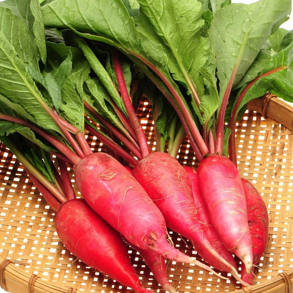 China Rose Radish Seeds select 100 - 500 - 1000 - 5000 Seeds Kaiware Winter Radish Microgreens